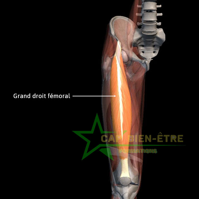 Anatomie grand droit fémoral