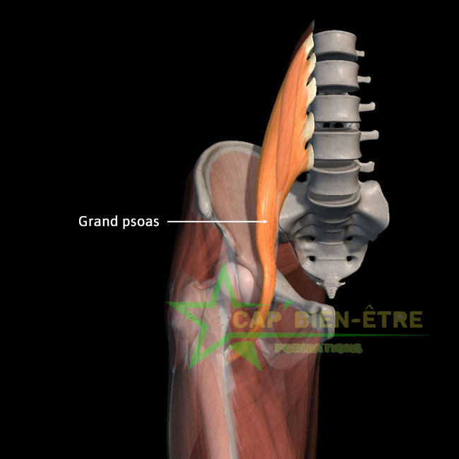 Anatomie grand droit fémoral