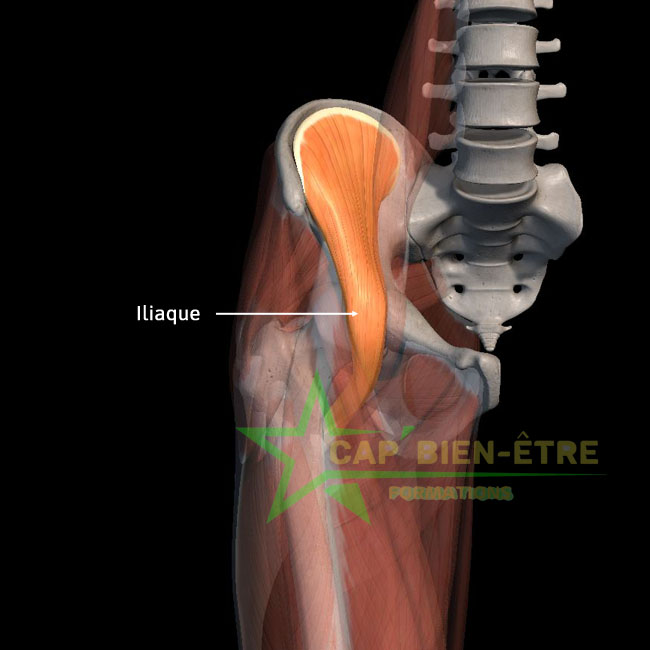 Anatomie iliaque