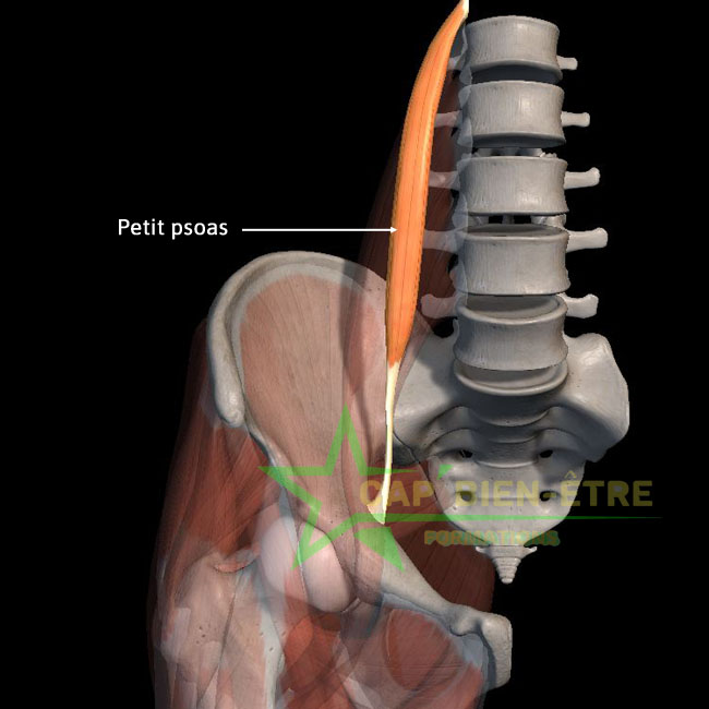 Anatomie petit psoas