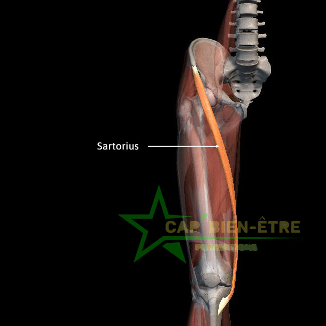 Anatomie sartorius