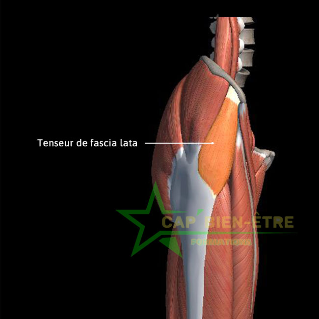 Anatomie tenseur de fascia lata